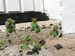 Lamium purpureum