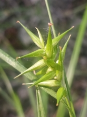 Carex lonchocarpa