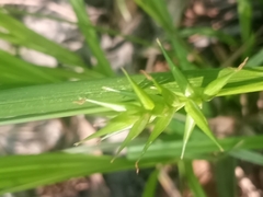 Carex lonchocarpa