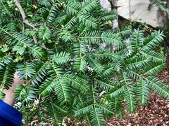 Torreya nucifera
