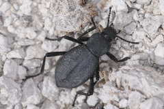 Eleodes hirsuta