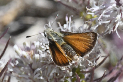 Alkali Skipper photo 2