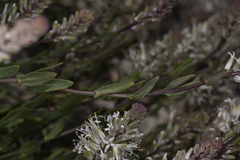 Thelypodium crispum