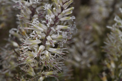 Thelypodium crispum
