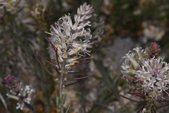 Thelypodium crispum