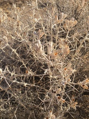 Tetradymia stenolepis
