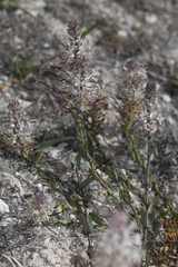 Thelypodium crispum