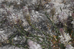 Thelypodium crispum