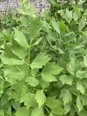 Levisticum officinale