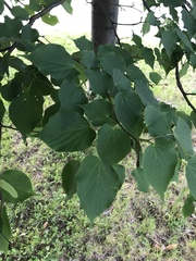 Tilia