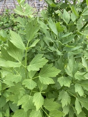 Levisticum officinale