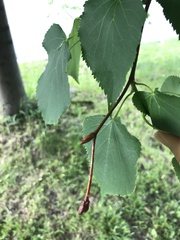 Tilia