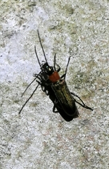 Anogcodes seladonius