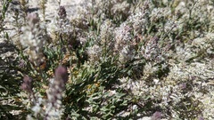 Thelypodium crispum