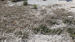 Thelypodium crispum