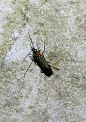 Anogcodes seladonius