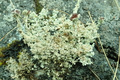 Stereocaulon sterile