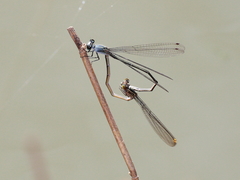 Pseudagrion jedda