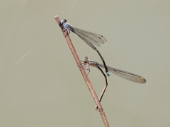 Pseudagrion jedda