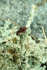 Stereocaulon sterile