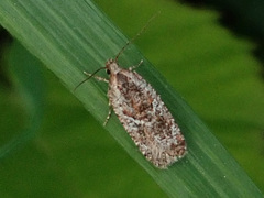 Agonopterix hypericella