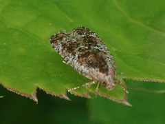 Agonopterix hypericella