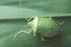 Chlorocoris distinctus