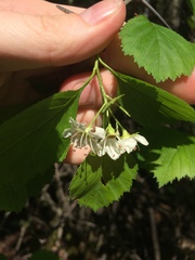 Crataegus acutifolia