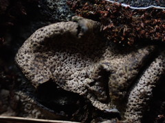 Dermatocarpon reticulatum