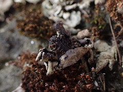 Dermatocarpon reticulatum