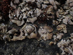 Dermatocarpon reticulatum