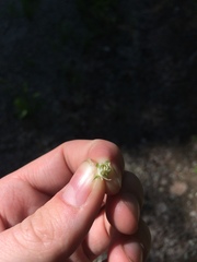 Crataegus acutifolia