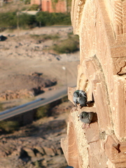 Columba livia domestica