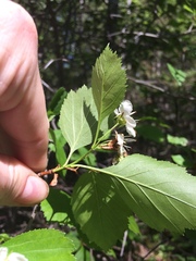 Crataegus acutifolia