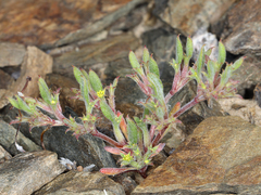 Chorizanthe watsonii