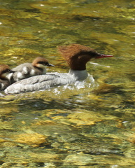 Mergus merganser