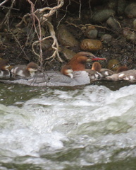 Mergus merganser