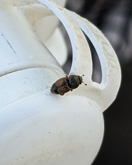 Carpophilus hemipterus