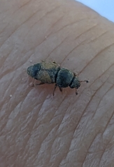 Carpophilus hemipterus