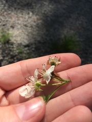 Crataegus acutifolia
