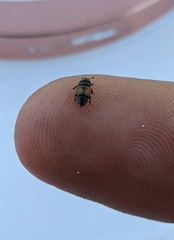 Carpophilus hemipterus