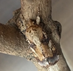 Spodoptera cosmioides