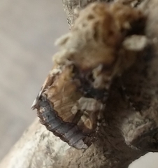 Spodoptera cosmioides