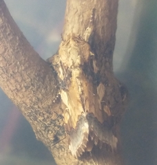 Spodoptera cosmioides