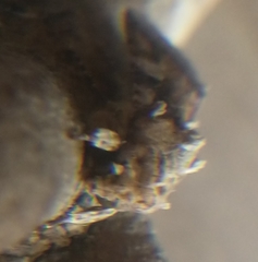 Spodoptera cosmioides