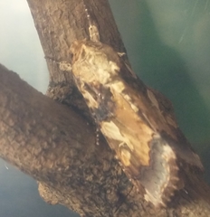 Spodoptera cosmioides