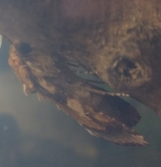 Spodoptera cosmioides