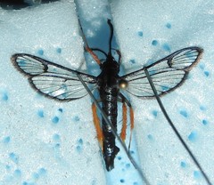Synanthedon fulvipes