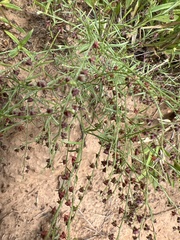 Lechea tenuifolia