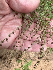 Lechea tenuifolia